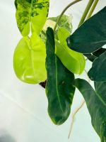 Philodendron Burle Marx Variegata, specimen A (specimen 26.25.06.18) — view 6 of the plant you receive