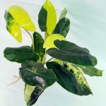 Philodendron Burle Marx Variegata, specimen B (specimen 26.25.06.19) — variegated green and cream foliage, about 40 cm tall in a 12 cm nursery pot