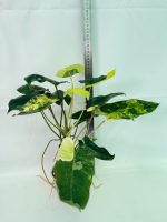 Philodendron Burle Marx Variegata, specimen B (specimen 26.25.06.19) — view 2 of the plant you receive