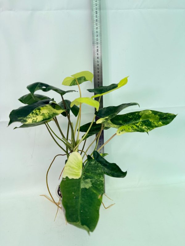 Philodendron Burle Marx Variegata, specimen B (specimen 26.25.06.19) — view 2 of the plant you receive