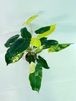 Philodendron Burle Marx Variegata, specimen B (specimen 26.25.06.19) — view 3 of the plant you receive