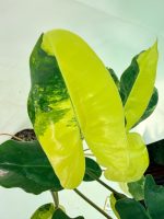 Philodendron Burle Marx Variegata, specimen B (specimen 26.25.06.19) — view 7 of the plant you receive