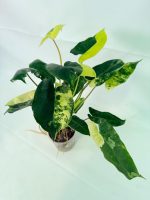 Philodendron Burle Marx Variegata, specimen B (specimen 26.25.06.19) — view 9 of the plant you receive