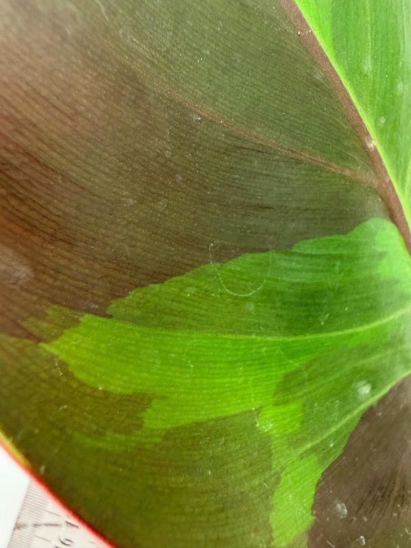 Philodendron Yellow Flame Variegata, specimen A (specimen 26.06.23.21) — view 2 of the plant you receive