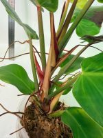 Philodendron Yellow Flame Variegata, specimen A (specimen 26.06.23.21) — view 10 of the plant you receive