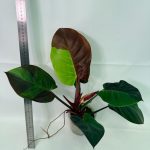 Philodendron Yellow Flame Variegata, specimen A (specimen 26.06.23.21) — yellow and green variegated leaves, about 30 cm tall in a 10 cm nursery pot