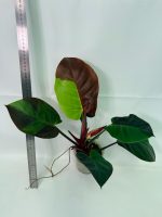 Philodendron Yellow Flame Variegata, specimen A (specimen 26.06.23.21) — yellow and green variegated leaves, about 30 cm tall in a 10 cm nursery pot