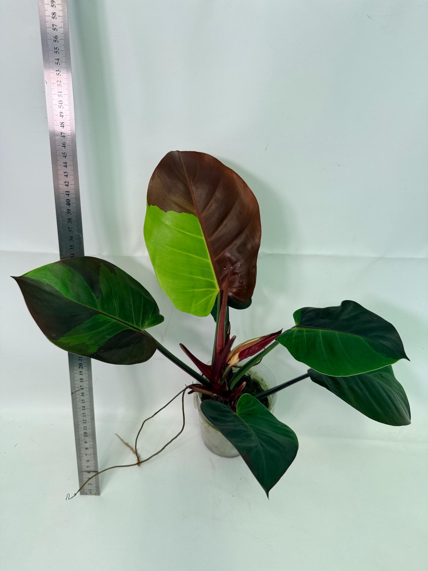 Philodendron Yellow Flame Variegata, specimen A (specimen 26.06.23.21) — 1 Philodendron Yellow Flame Variegata, specimen A (specimen 26.06.23.21) — yellow and green variegated leaves, about 30 cm tall in a 10 cm nursery pot