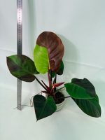 Philodendron Yellow Flame Variegata, specimen A (specimen 26.06.23.21) — view 11 of the plant you receive