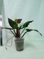 Philodendron Yellow Flame Variegata, specimen A (specimen 26.06.23.21) — view 7 of the plant you receive