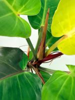 Philodendron Yellow Flame Variegata, specimen A (specimen 26.06.23.21) — view 9 of the plant you receive