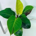 Philodendron Yellow Flame Variegata, specimen B (specimen 26.06.23.22) — yellow and green variegated leaves, about 30 cm tall in a 10 cm nursery pot