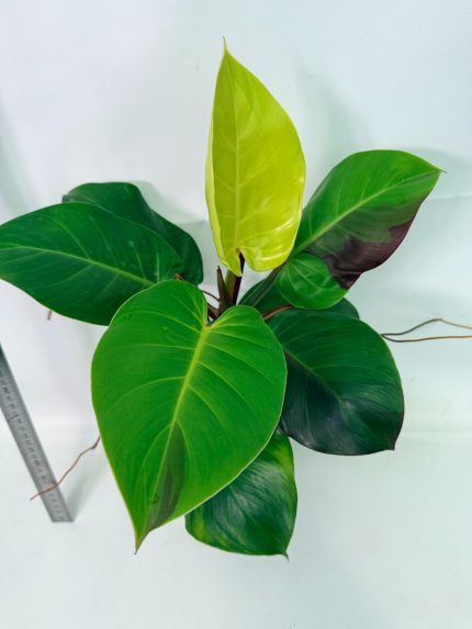 Philodendron Yellow Flame Variegata, specimen B (specimen 26.06.23.22) — yellow and green variegated leaves, about 30 cm tall in a 10 cm nursery pot