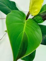 Philodendron Yellow Flame Variegata, specimen B (specimen 26.06.23.22) — view 4 of the plant you receive