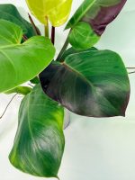 Philodendron Yellow Flame Variegata, specimen B (specimen 26.06.23.22) — view 3 of the plant you receive