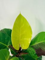 Philodendron Yellow Flame Variegata, specimen B (specimen 26.06.23.22) — view 9 of the plant you receive
