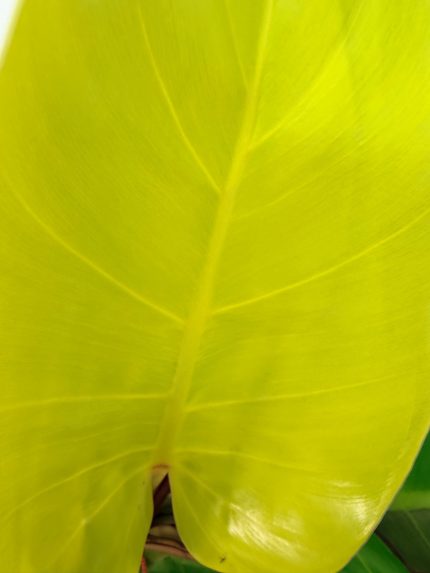Philodendron Yellow Flame Variegata, specimen B (specimen 26.06.23.22) — view 2 of the plant you receive